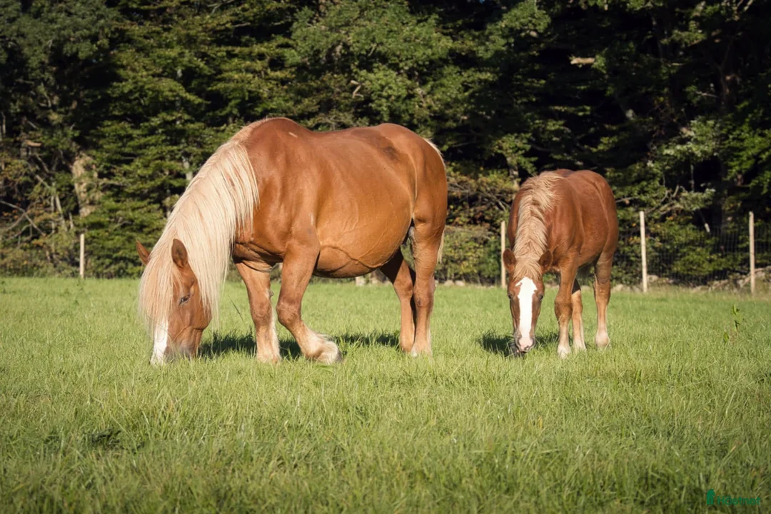 Allround hästar till salu: Ardenner Stoföl (e. Cronas Waldemar) i Kågeröd - Annons 1
