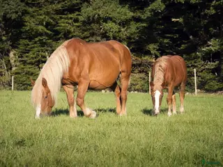 hästar Ardenner Stoföl (e. Cronas Waldemar) i Kågeröd - Annons 13