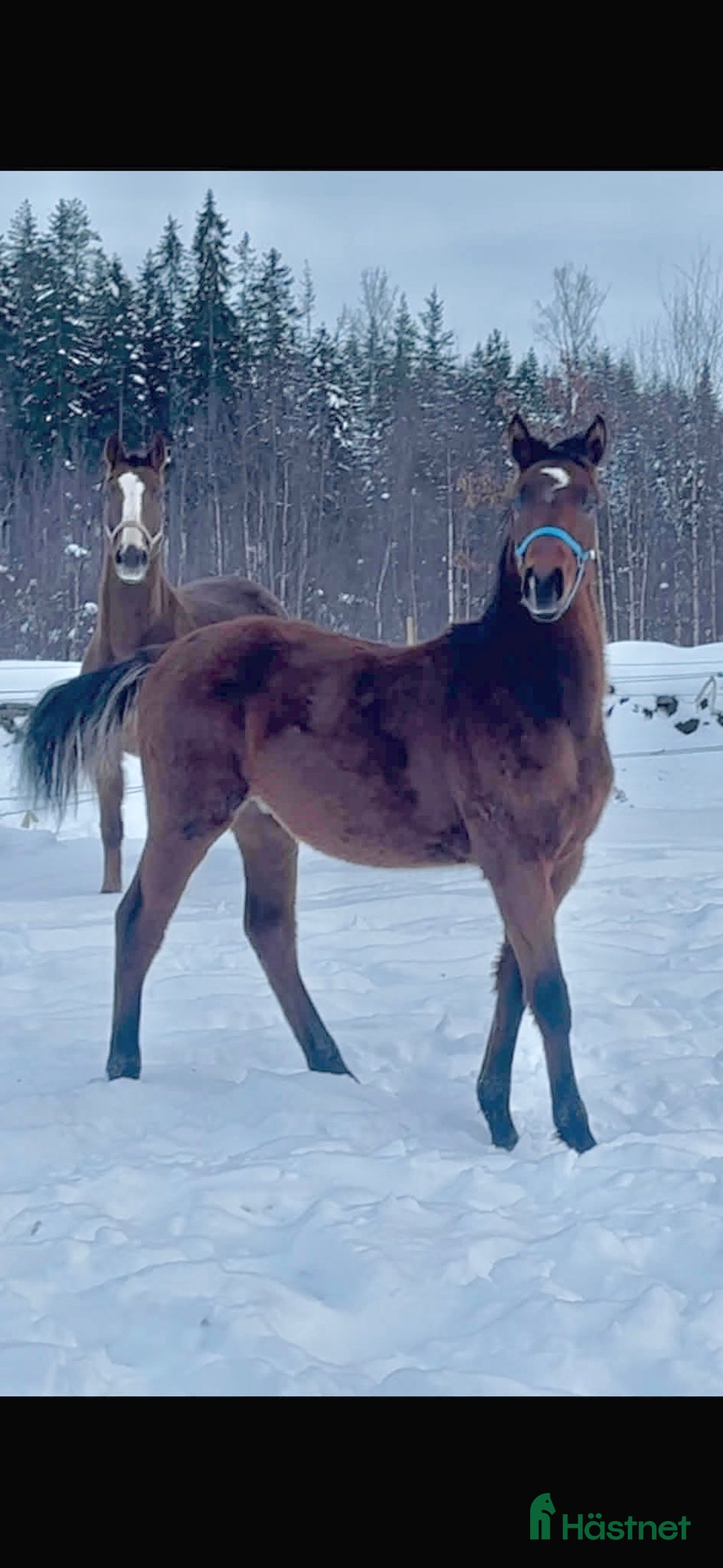 Dressyr hästar till salu: Trevlig kille för dressyrbanan  i Åseda - Annons 2