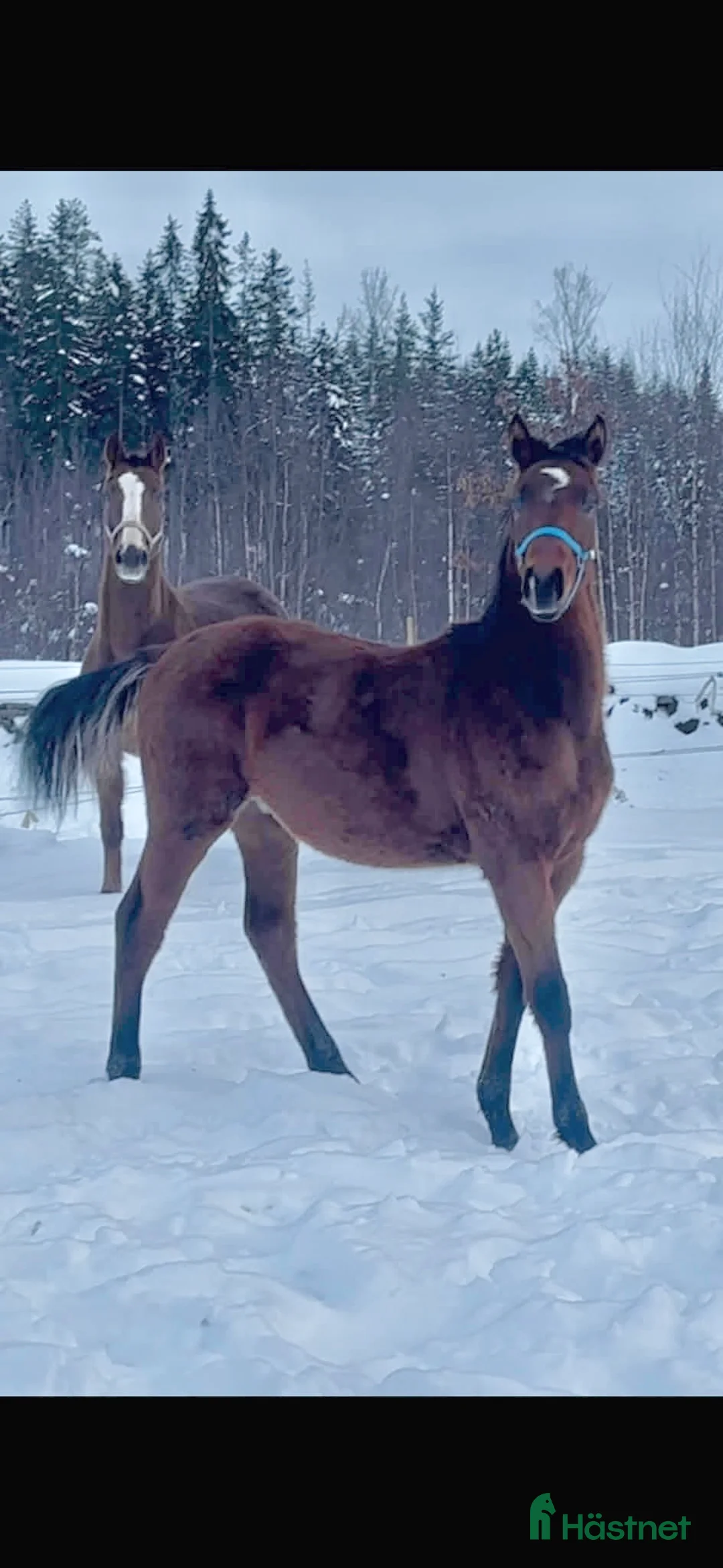 Dressyr hästar till salu: Trevlig kille för dressyrbanan  i Åseda - Annons 2