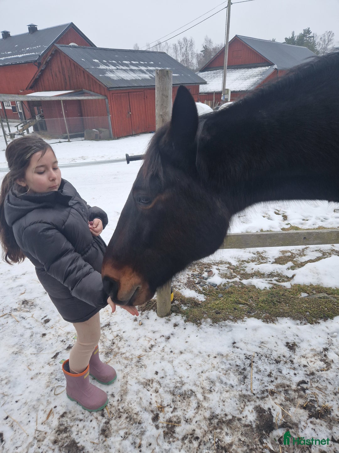  medryttarhäst finnes: Snäll 17 årig valack söker medryttare i järfälla - Annons 7