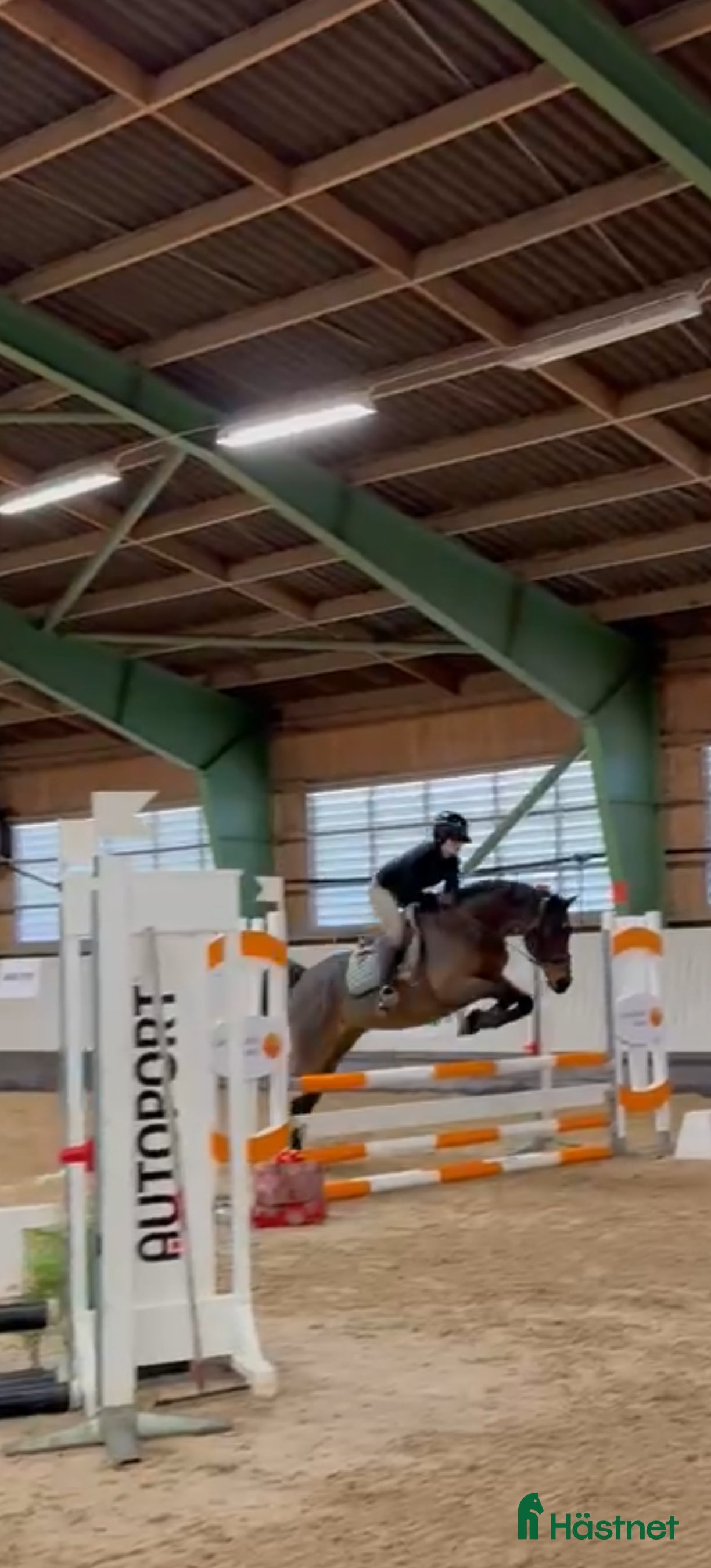  hästar Läromästare, skogsmulle!  - Annons 1