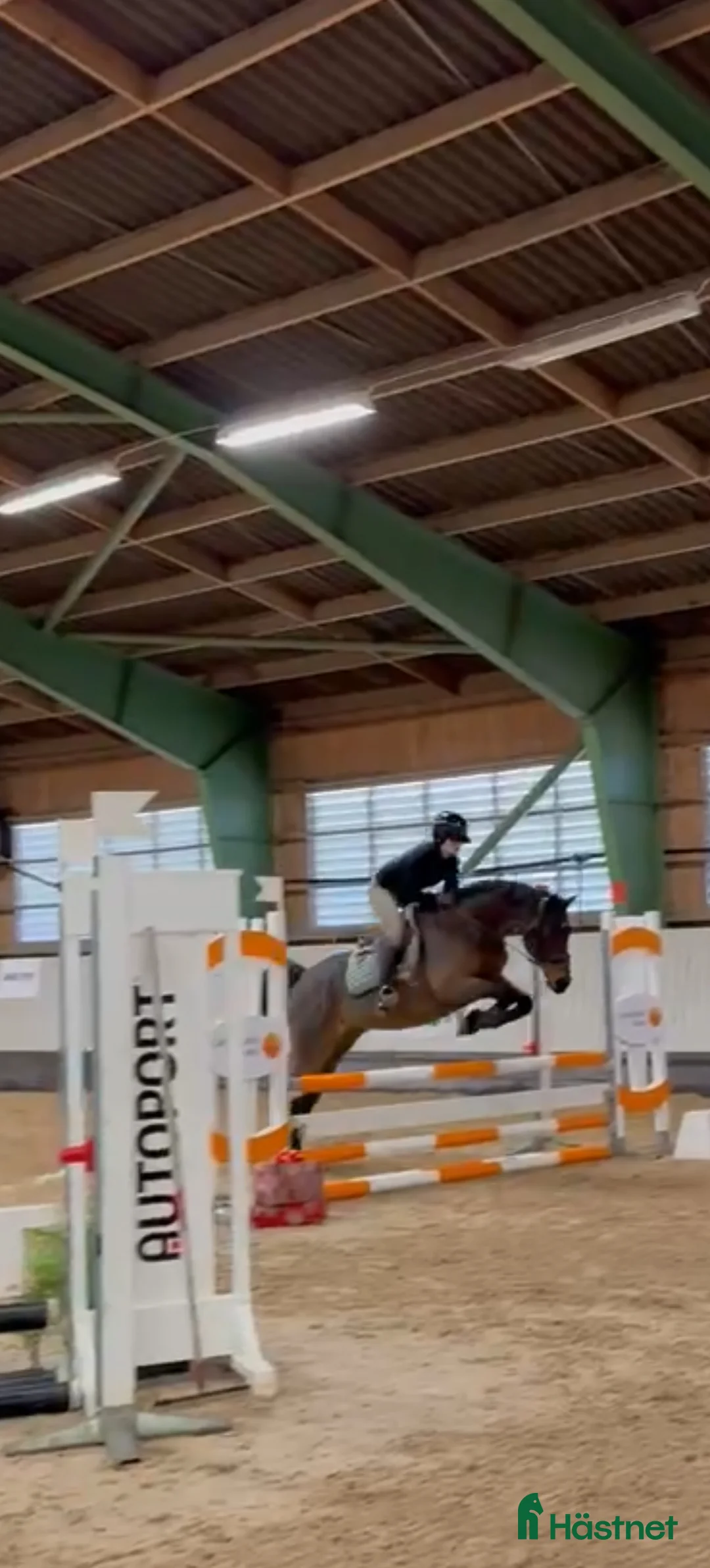 Allround hästar till salu: Läromästare, skogsmulle!  - Annons 1