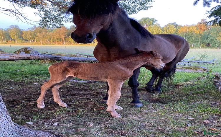  hästar i By Kyrkby - Annons 12