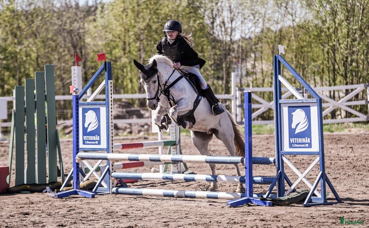  hästar i Sundsvall - Annons 16