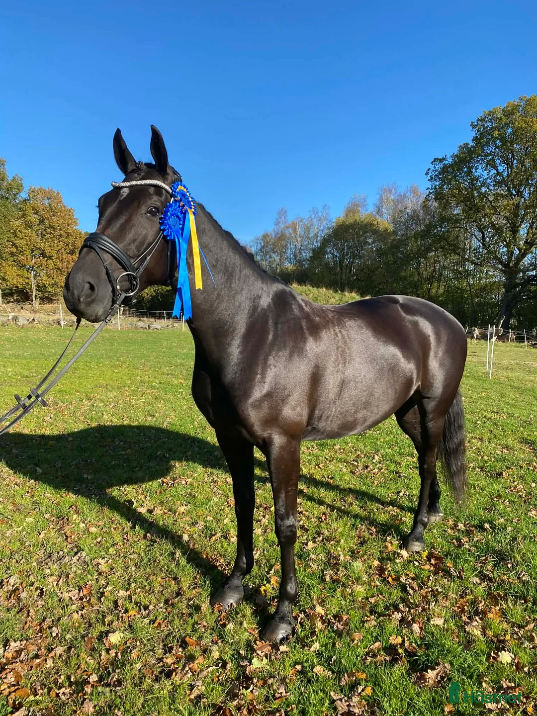 Dressyr hästar till salu: Vackert dressyrsto med mycket potential  i Vallda - Annons 2