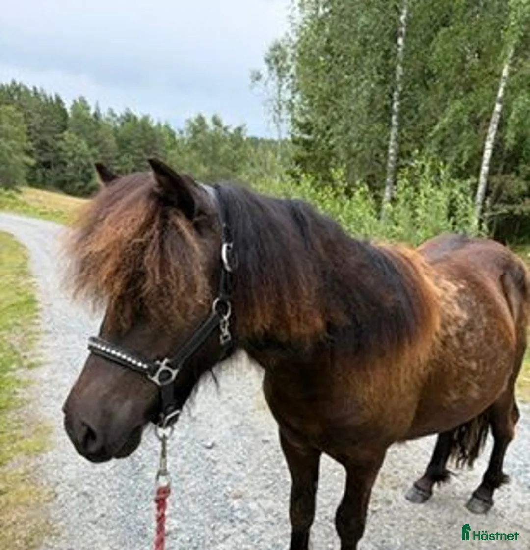 Allround hästar till salu: Välstammad unghingst av den större modellen! - Annons 4