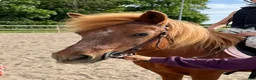 Allround hästar till salu: Rid- och körponny - Annons 13