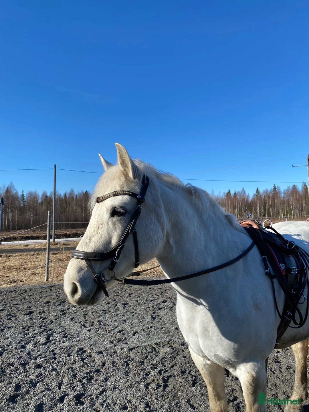 Allround hästar till salu: Trevlig C ponny  - Annons 2