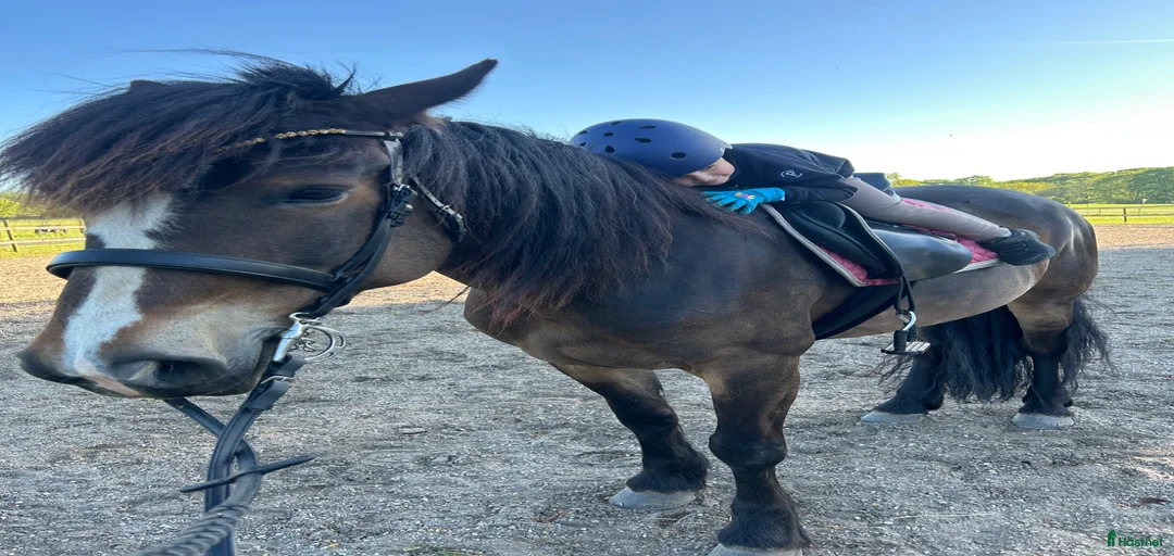 Galleribild {{count}}