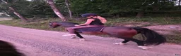 Allround hästar sökes: Söker i Åkers Styckebruk - Annons 2