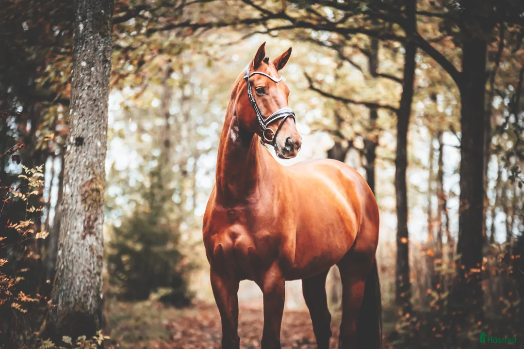 Dressyr hästar till salu: Dressyr/Allround - Annons 1