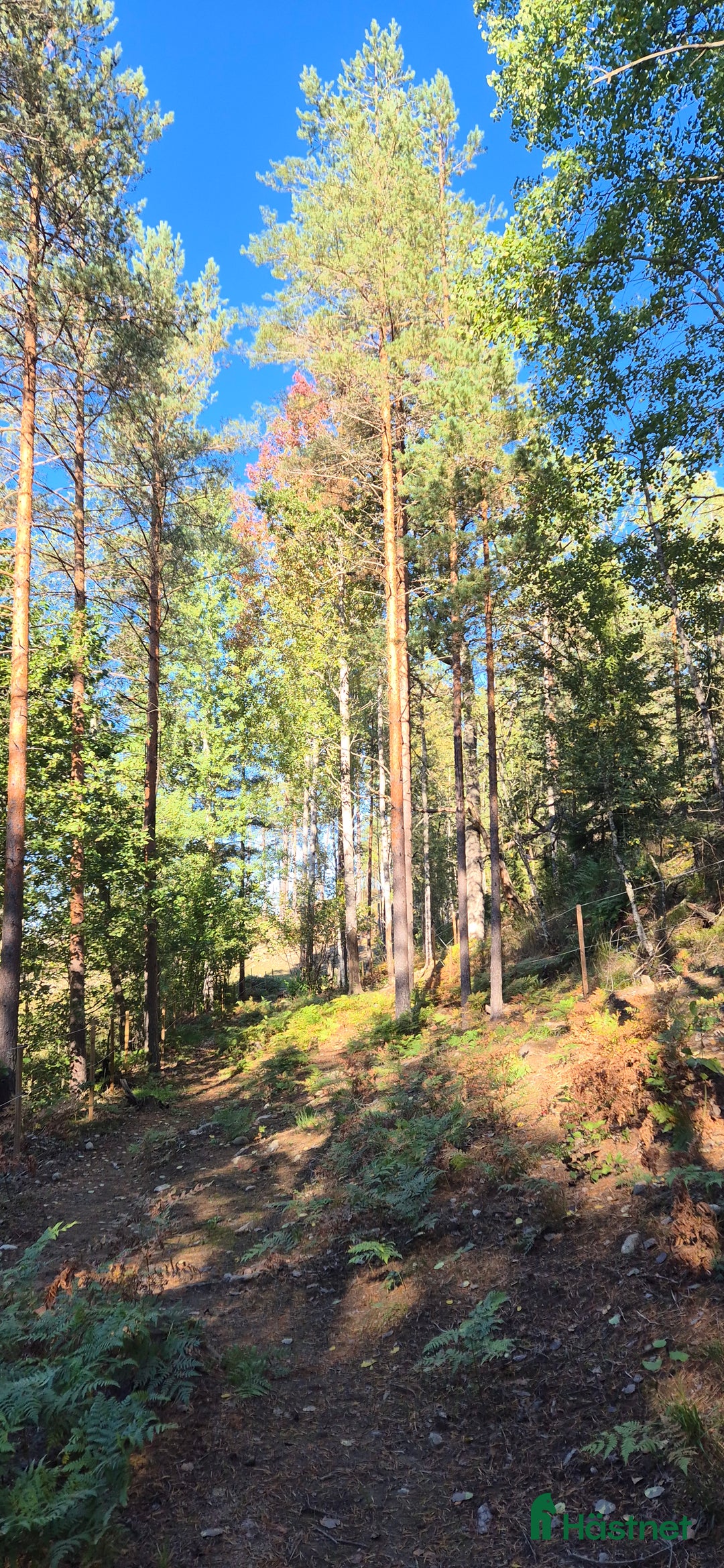  stallplats finnes: Stallplats för lättfödd i Tullinge  i Tullinge - Annons 6