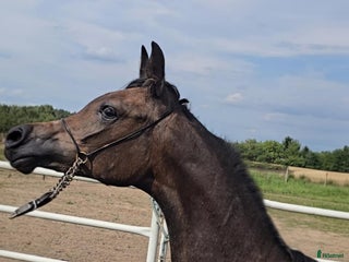 hästar i Storfors - Annons 16
