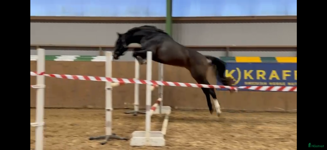 Hoppning hästar till salu: Supersnygg kille e.Cannobio säljes  i Forsheda - Annons 3