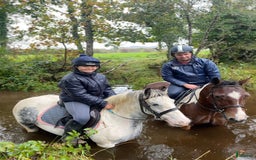 Hoppning hästar till salu: Selection of Irish ponies i Ljungby - Annons 3