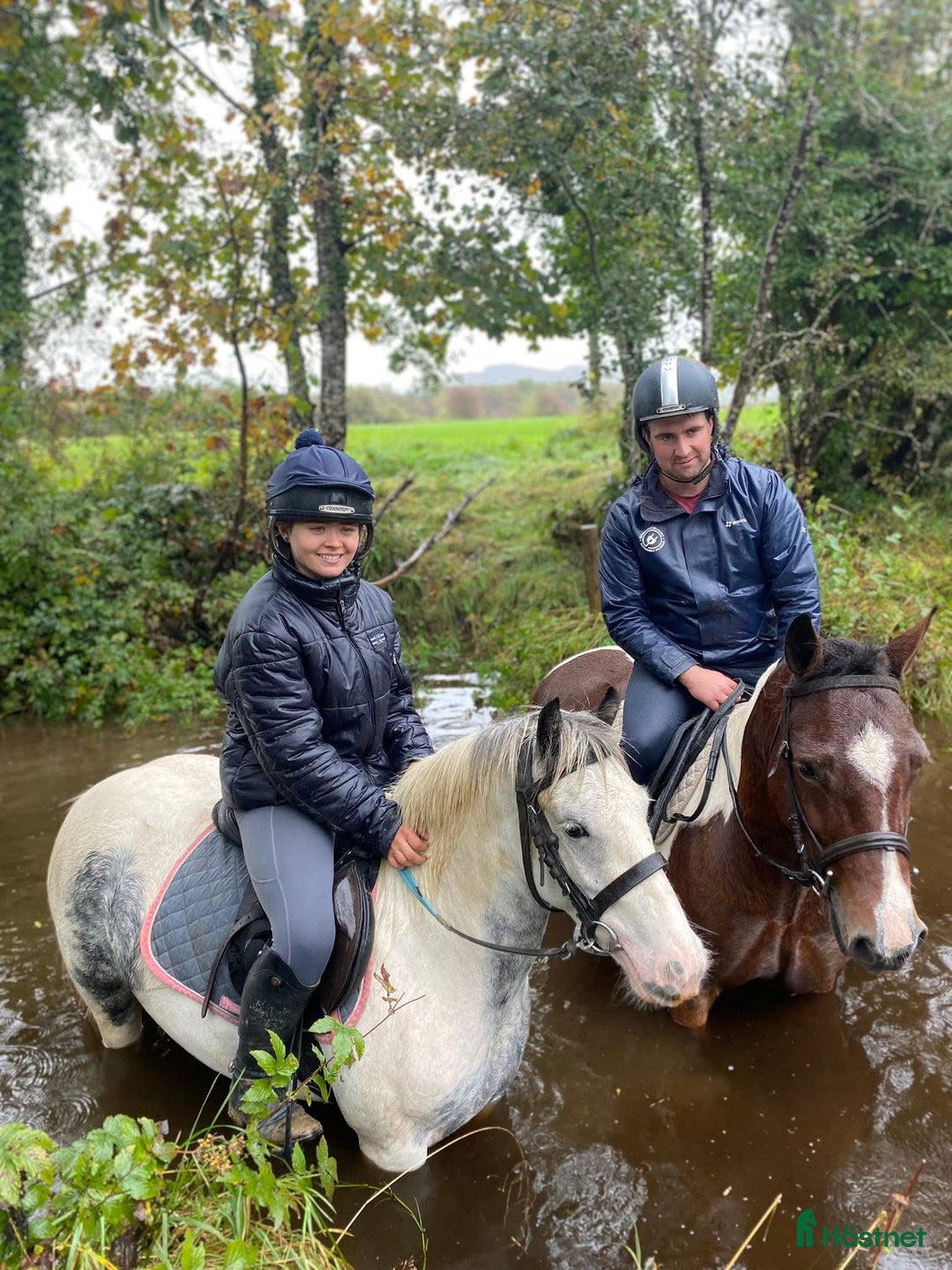 Hoppning hästar till salu: Selection of Irish ponies i Ljungby - Annons 3