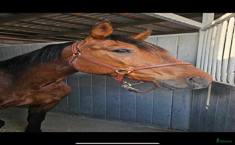  hästar Trevlig 7-årig valack i Nusnäs - Annons 2