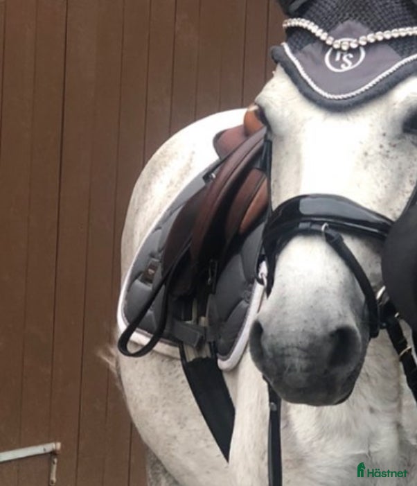 Schabrak & Vojlockar hästutrustning 4 schabrak tillsalu! i Jönköping - Annons 3
