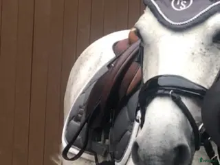 Schabrak & Vojlockar hästutrustning 4 schabrak tillsalu! i Jönköping - Annons 3