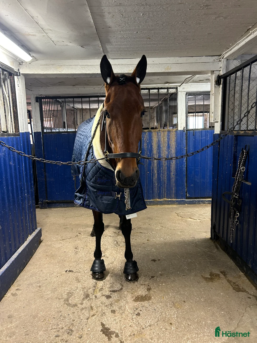 Allround hästar till salu: BBS Laphroaig trevlig ridhäst med fin inställning i Borlänge - Annons 4