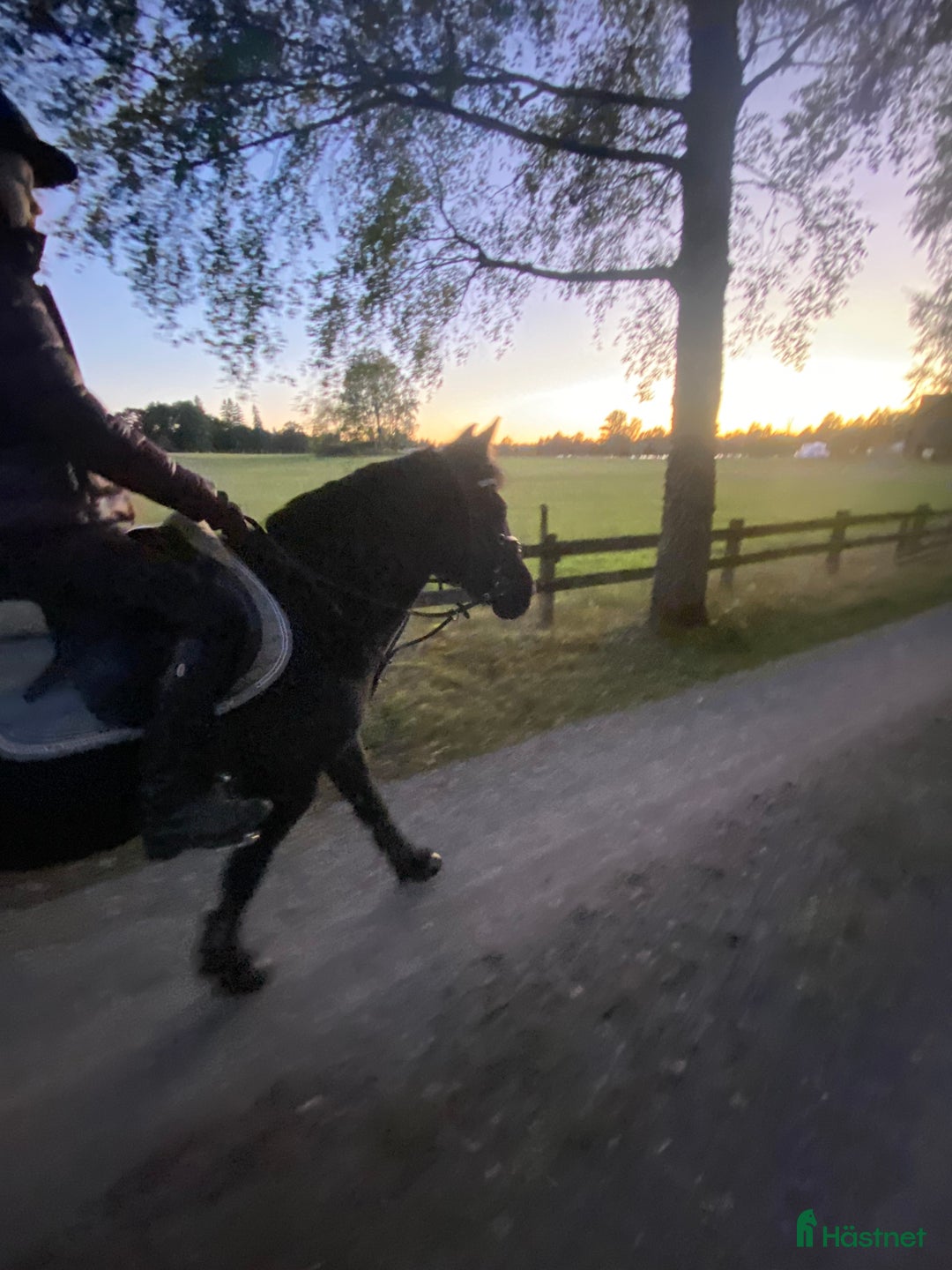 Allround hästar till salu: Härlig skogsmulle i Växjö - Annons 3