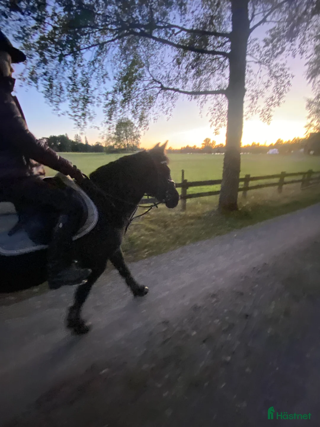 Allround hästar till salu: Härlig bästa vän i Växjö - Annons 4