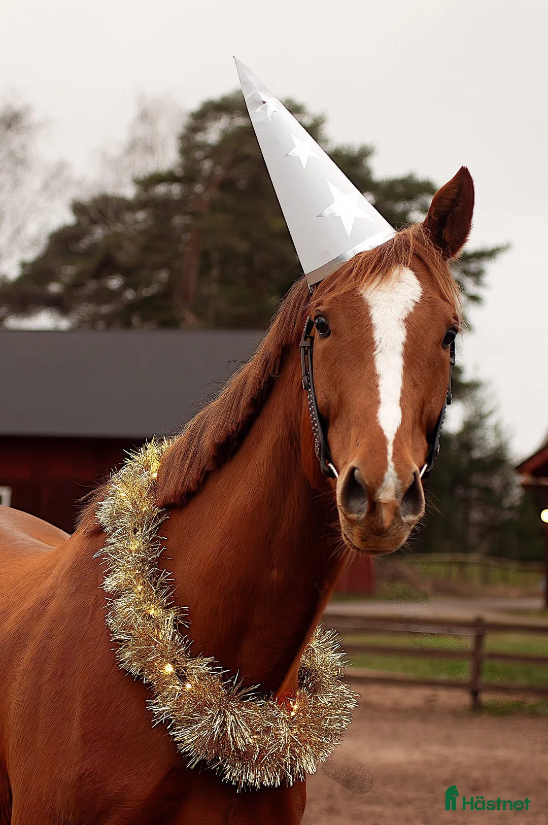 Allround hästar till salu: Mycket häst för pengarna - unghäst med potential i Hjo - Annons 1
