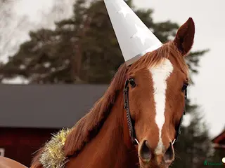 hästar Mycket häst för pengarna - unghäst med potential i Hjo - Annons 1