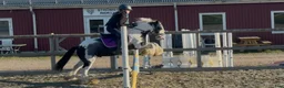 Allround hästar till salu: Underbar B-ponny i Strömstad - Annons 2