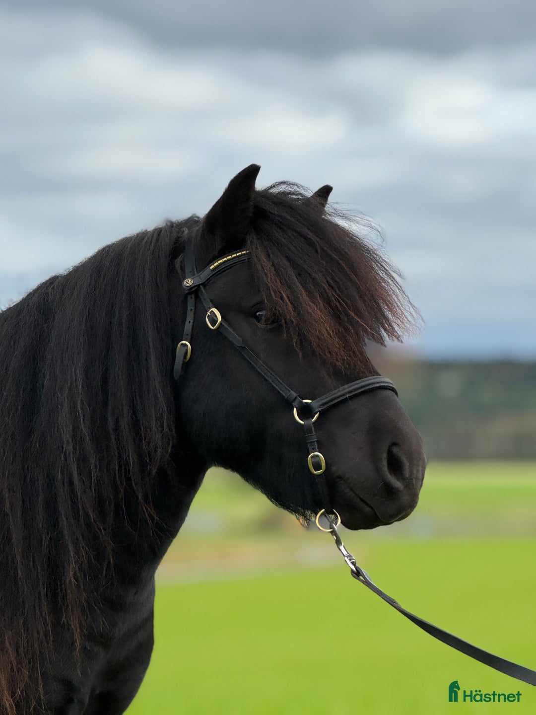 Allround hästar till salu: Gläntas Solid  i Björketorp - Annons 1