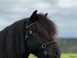 Allround hästar till salu: Gläntas Solid i Björketorp - Annons 1