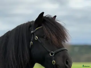 hästar Gläntas Solid - Annons 4