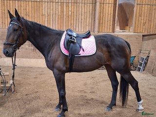 foderhäst Varmblodssto för foder alt ponny i lånesbyte - Annons 2