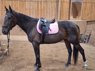 foderhäst Varmblodssto för foder alt ponny i lånesbyte - Annons 8