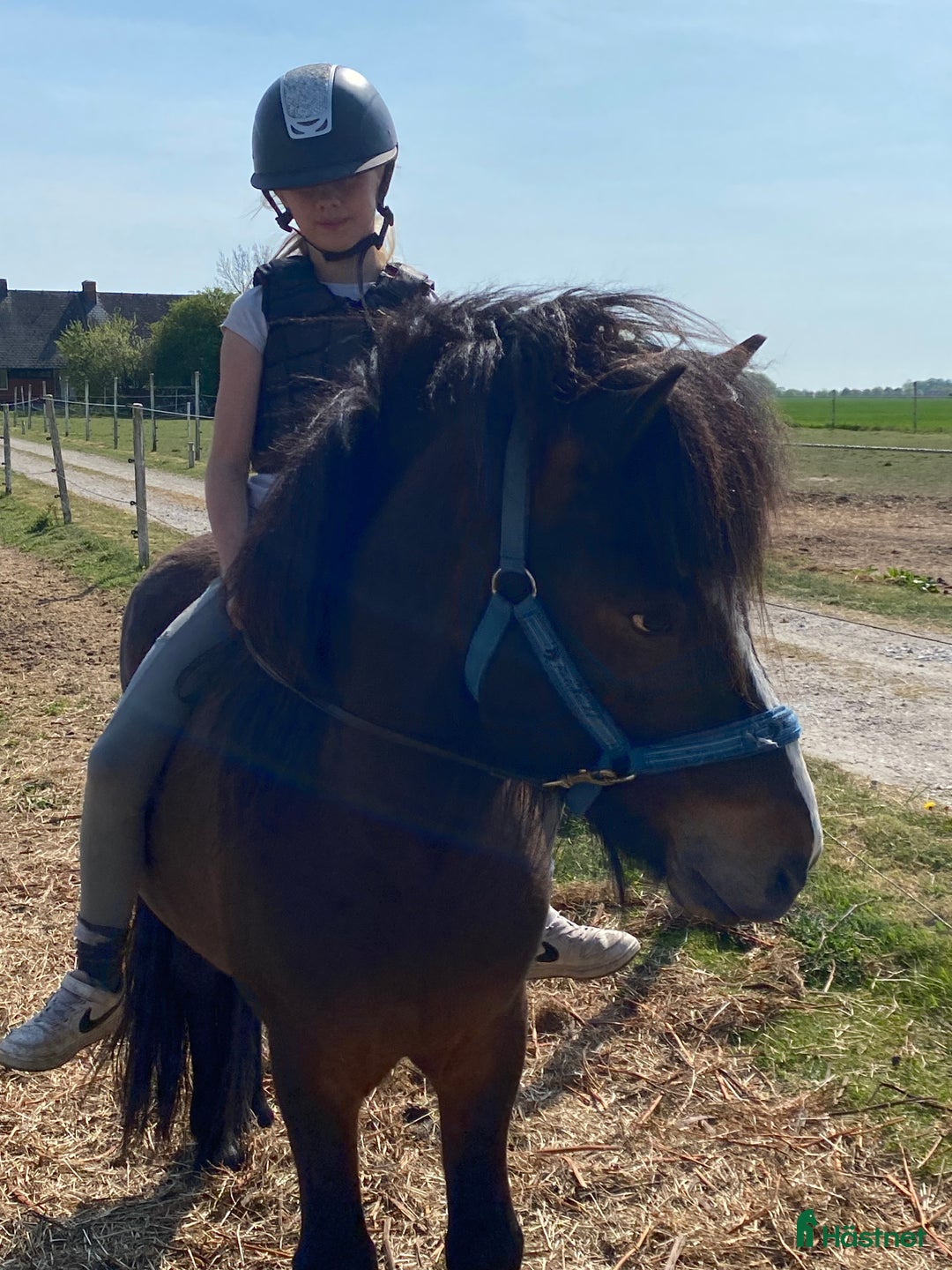  foderhäst finnes: Islandshingst i Kävlinge - Annons 8