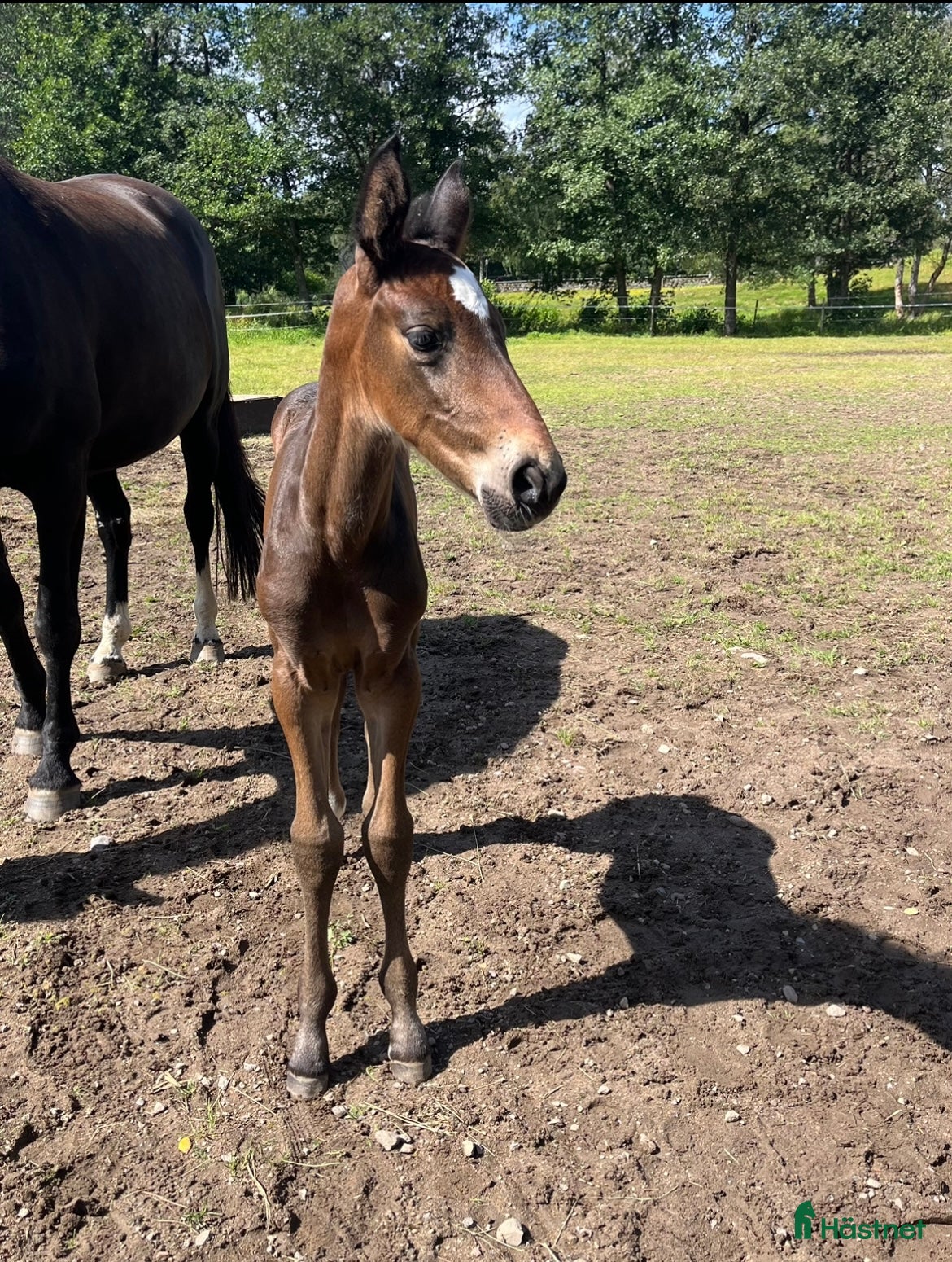  hästar Snyggt & trevligt sto -25 med prestationsstam - Annons 16