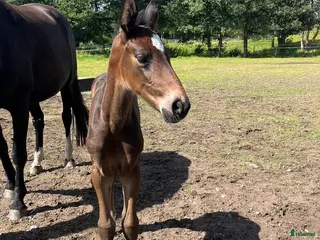 hästar Snyggt & trevligt sto -25 med prestationsstam - Annons 16