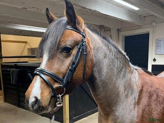 hästar Sv.ridponny cat. C i Katrineholm - Annons 5