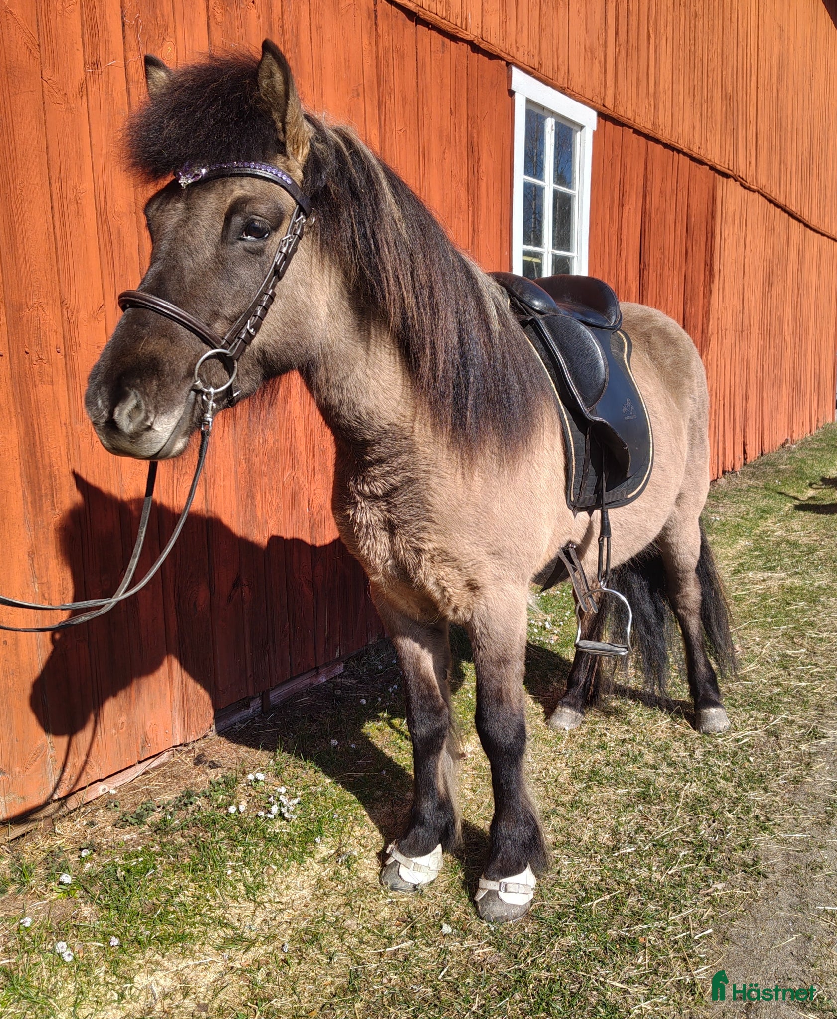  hästar Tölthäst - Annons 6