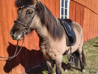 hästar Tölthäst - Annons 7