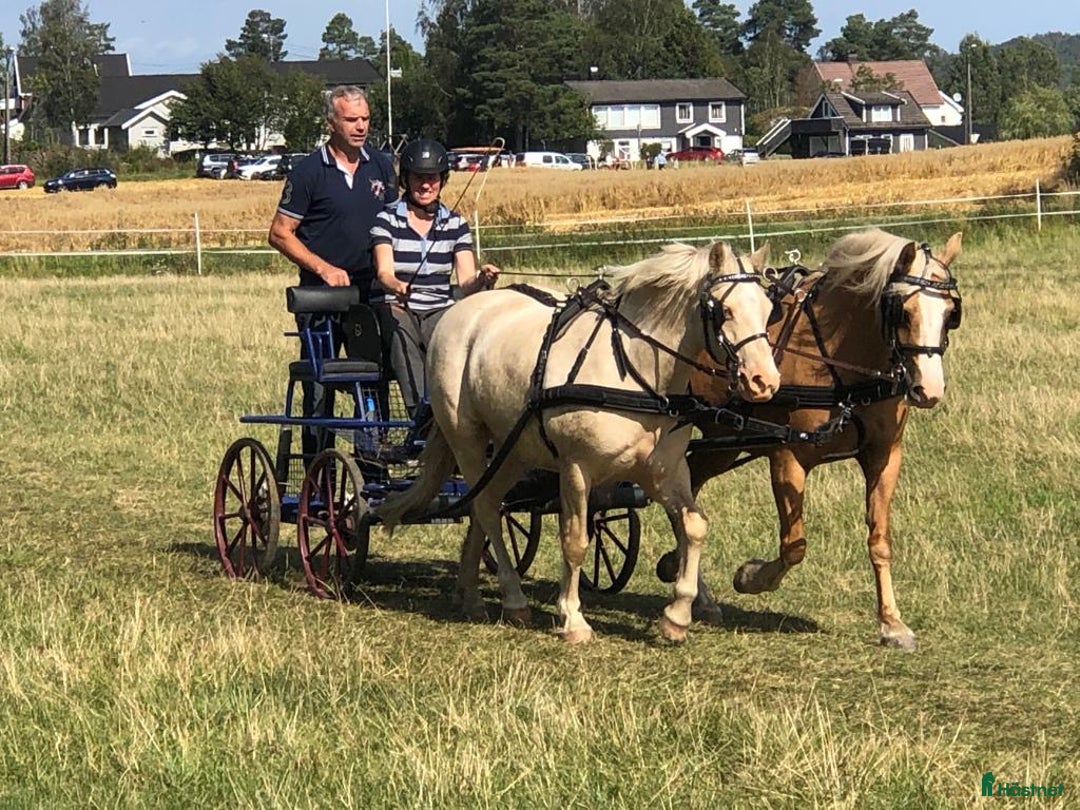 Allround hästar till salu: Trevlig c ponny i Lerum - Bild 8