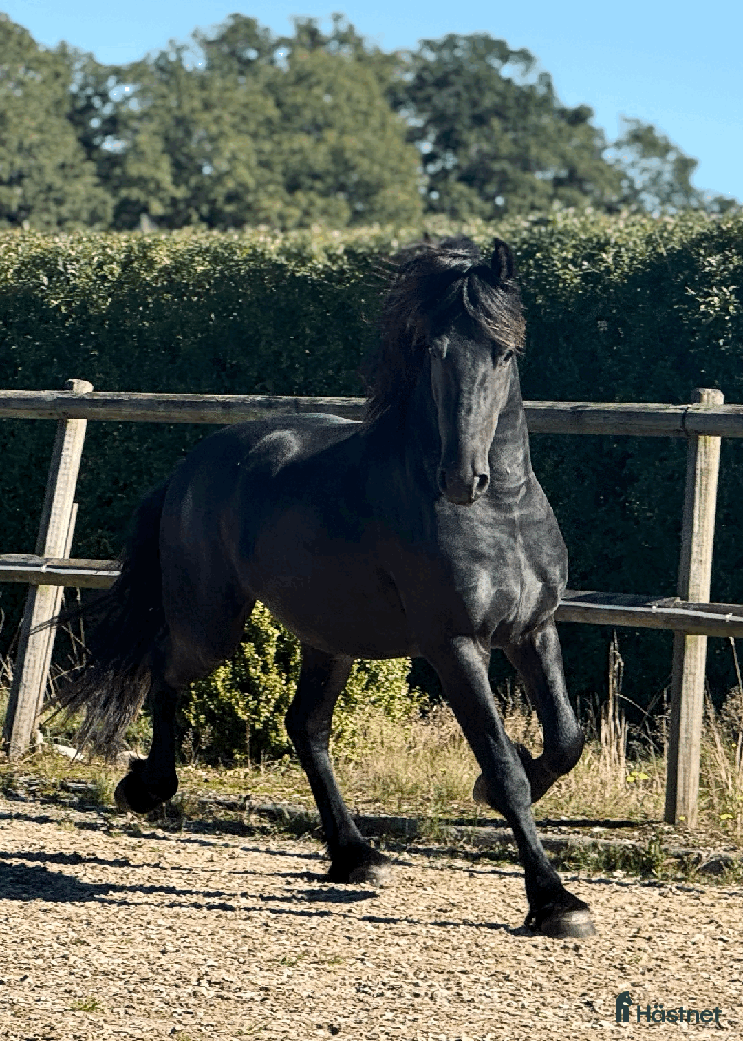 Dressyr hästar till salu: Frieserprins söker sin perfect match i Jonstorp - Annons 1