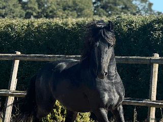 hästar Frieserprins söker sin perfect match i Jonstorp - Annons 1