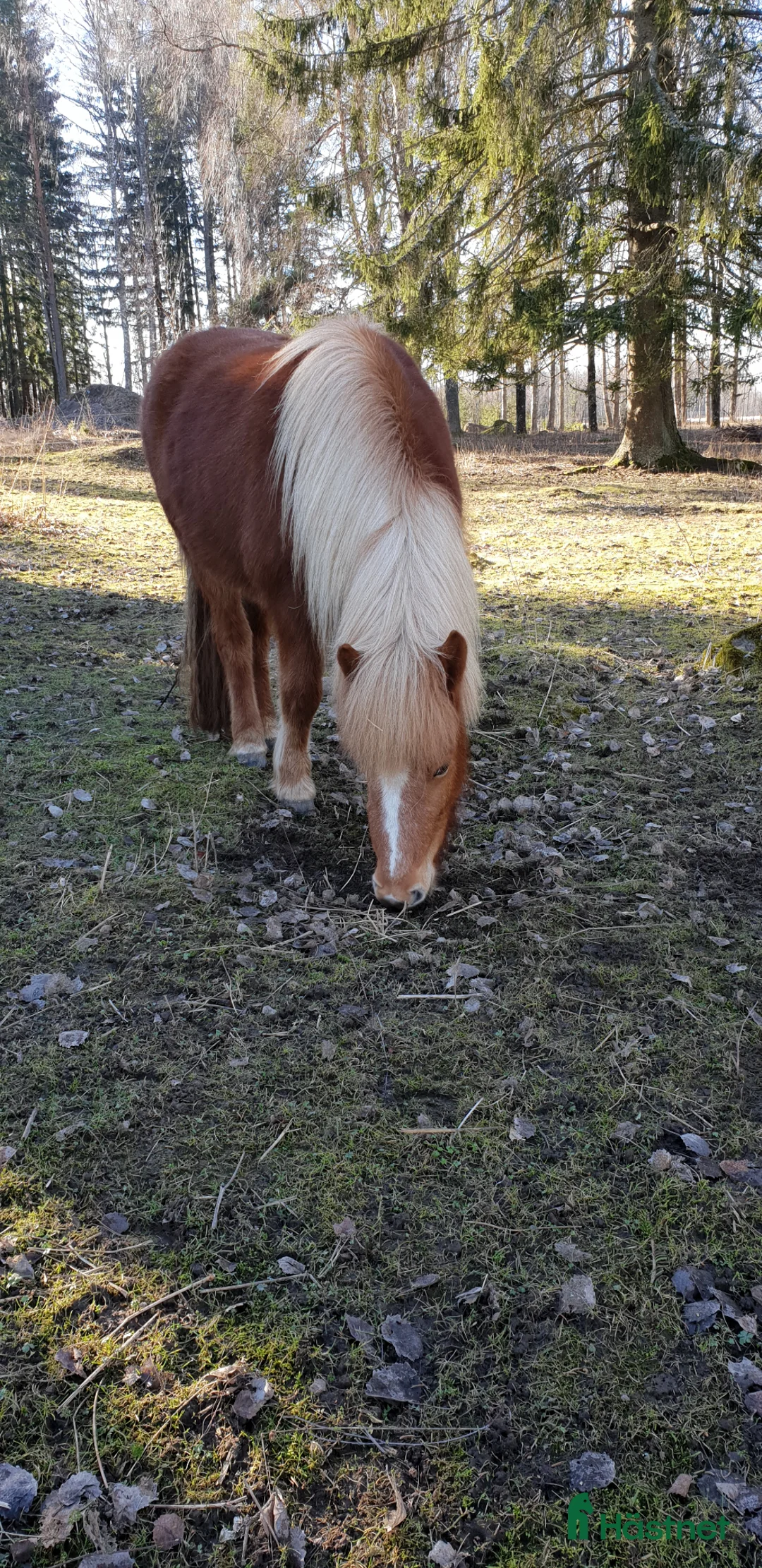 Island hästar till salu: Snällt sto - Annons 4