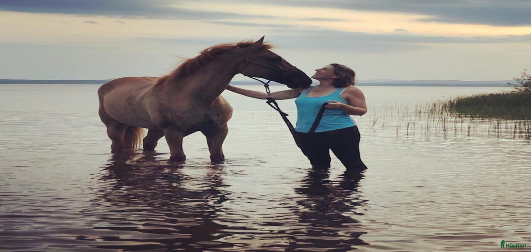 Galleribild {{count}}