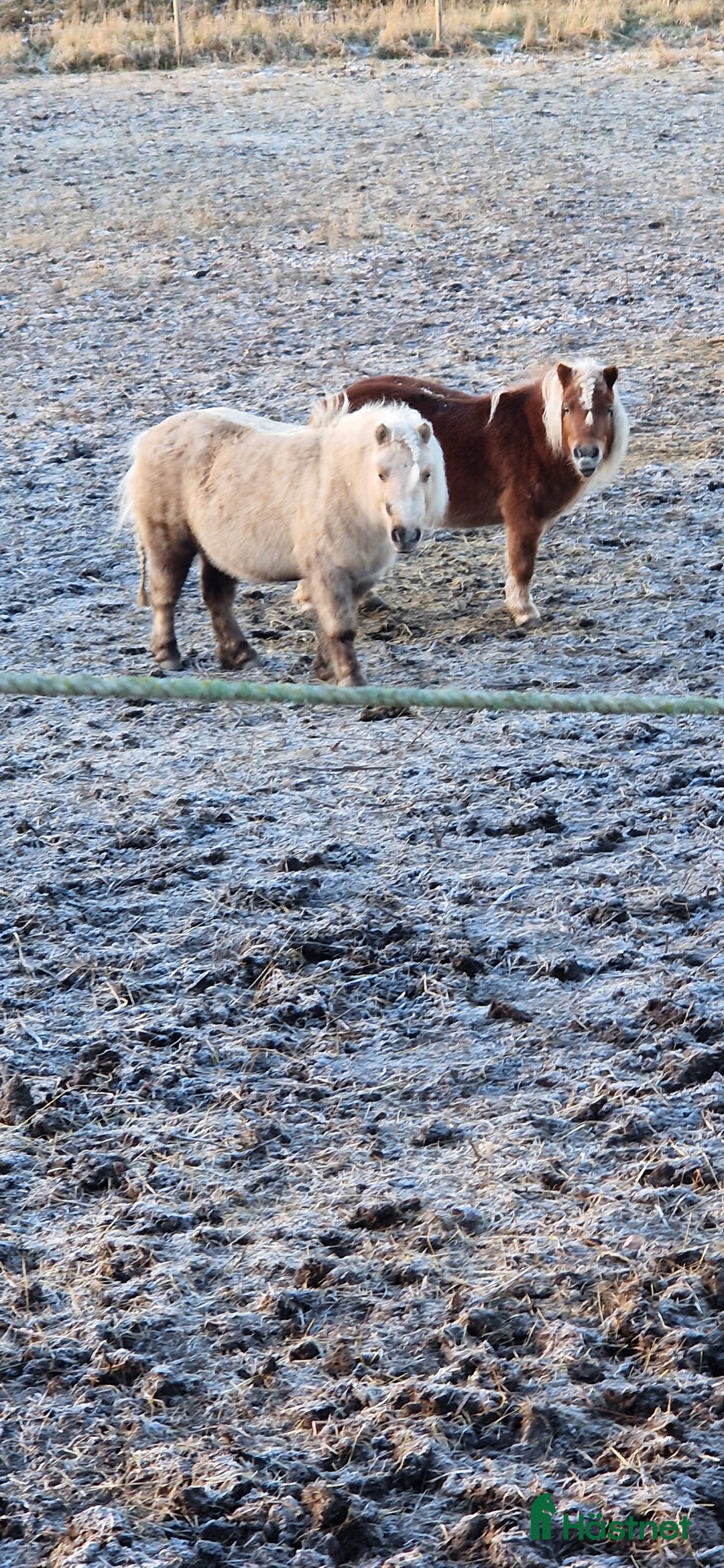 Allround hästar till salu: Två fina tjejer  i Gamleby - Annons 2