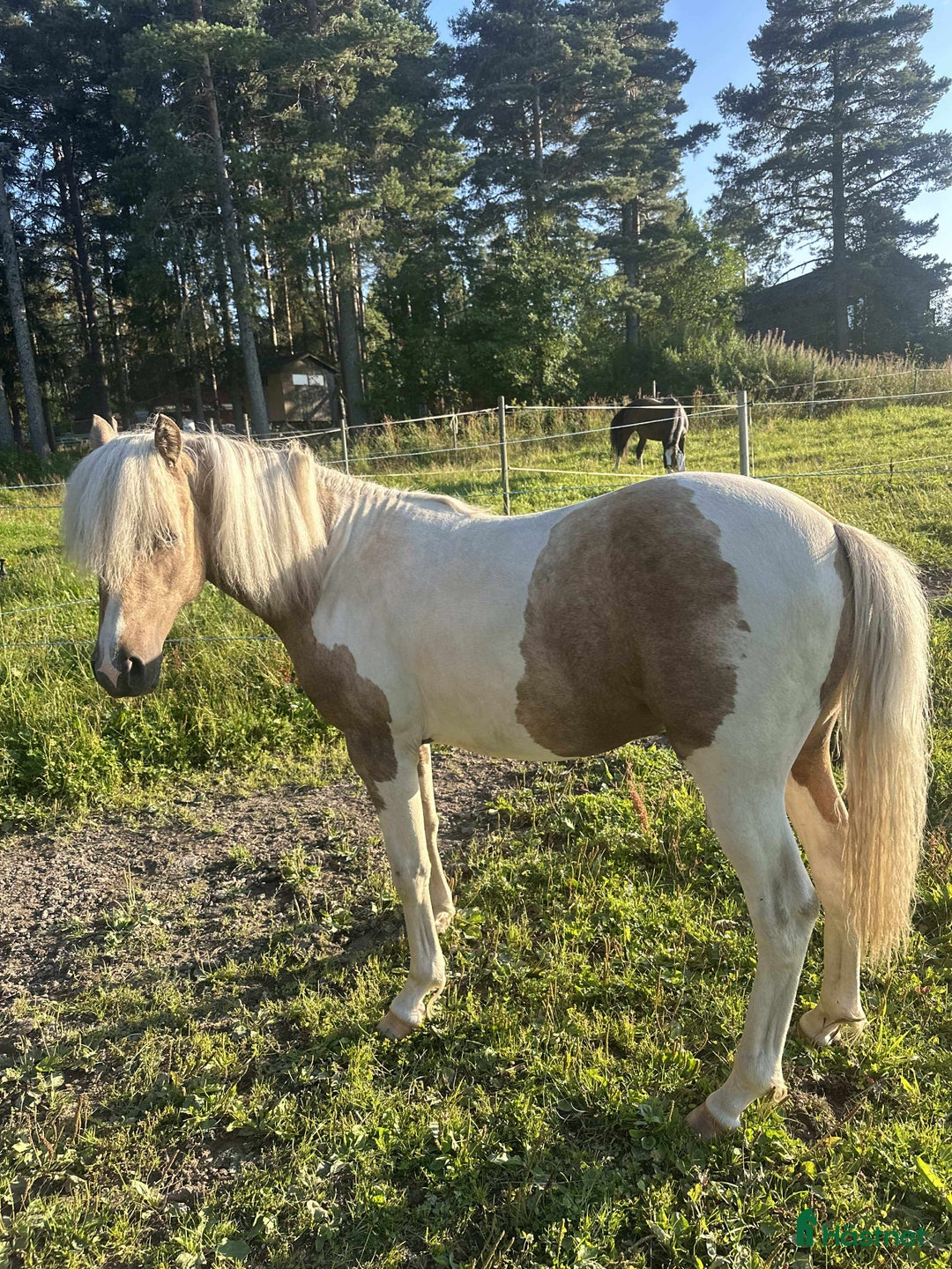 Allround hästar till salu: Drömponny e. Orchard Zweed i Östersund - Annons 4