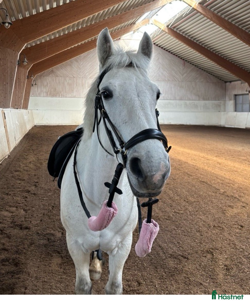  hästar Allround mot hopp i Farsta - Annons 1