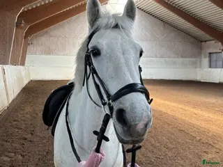 hästar Allround mot hopp i Farsta - Annons 1